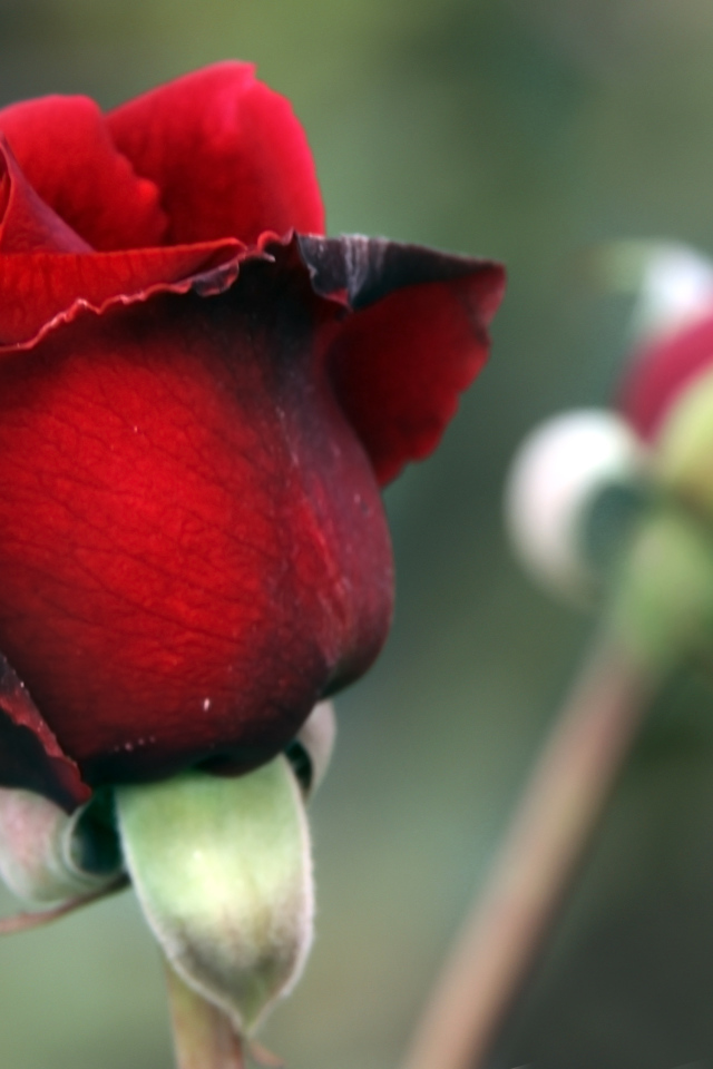 Цветок красной розы с бутоном крупным планом