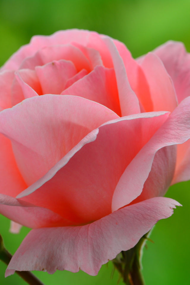 Нежная розовая роза 