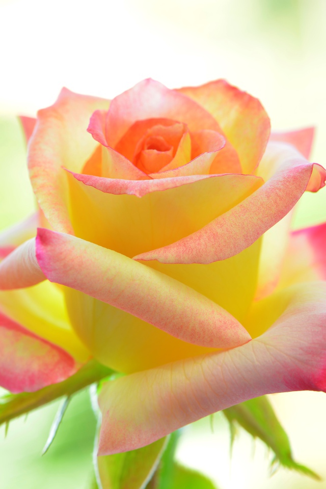 Нежная желтая роза с розовыми лепестками 