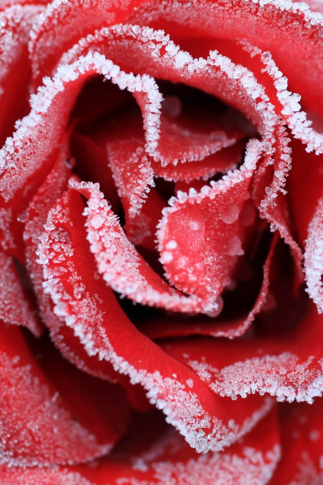 Большая красная роза покрыта инеем