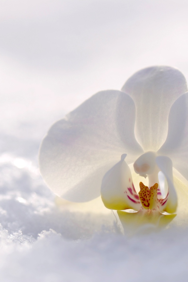 Нежная белая орхидея лежит на снегу