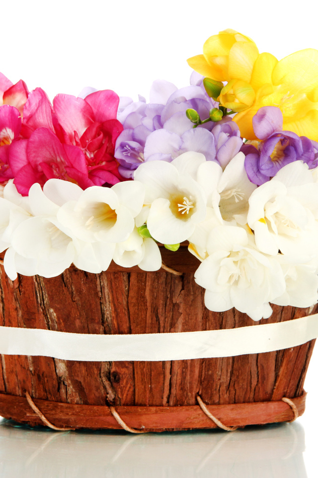 Корзина разноцветных цветов Фрезия на белом фоне