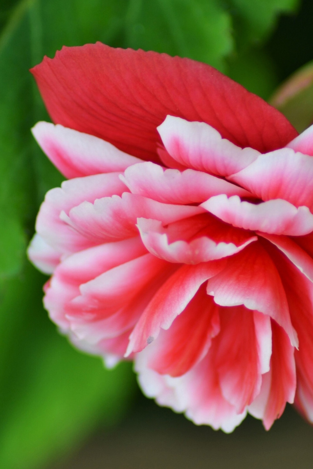 Красивый цветок бегония крупным планом