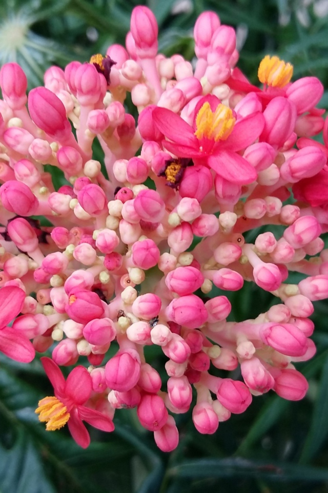 Красивый розовый цветок Ваточник 