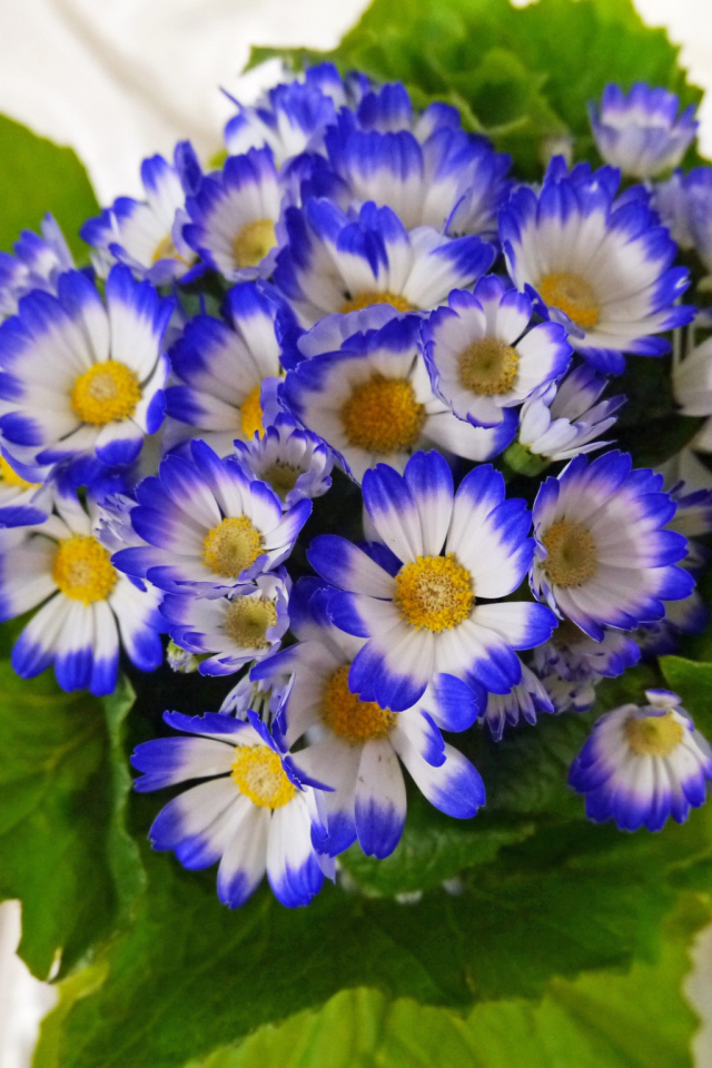 Красивые голубые с белым цветы цинерария 