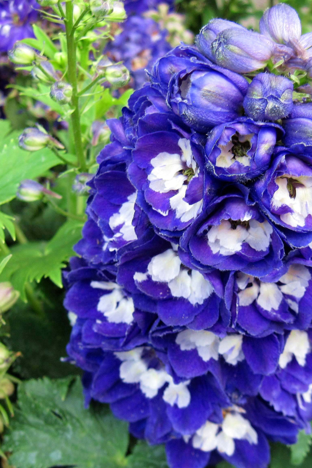 Красивый синий цветок дельфиниум крупным планом