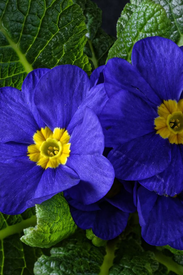 Красивые синие комнатные цветы примула