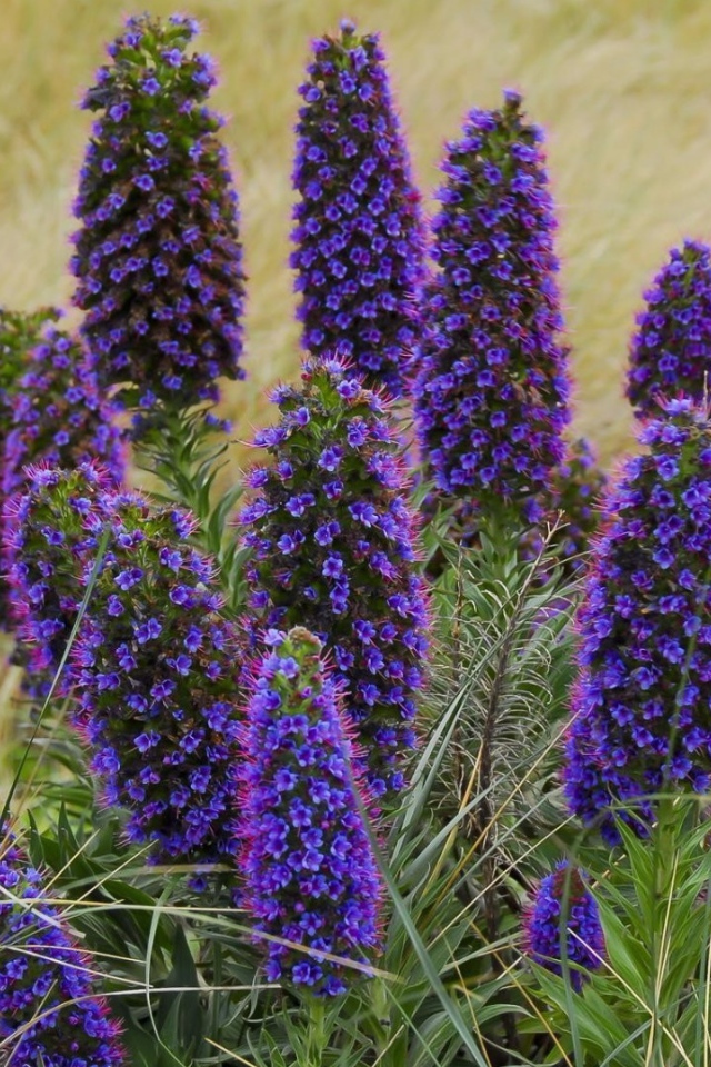 Красивые синие полевые цветы 