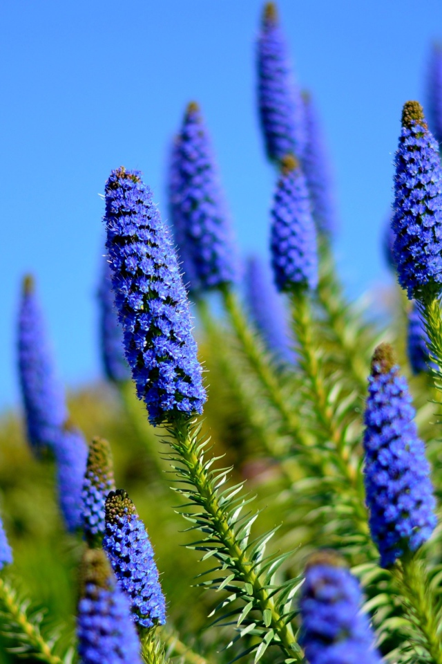 Красивые голубые полевые цветы на фоне неба 