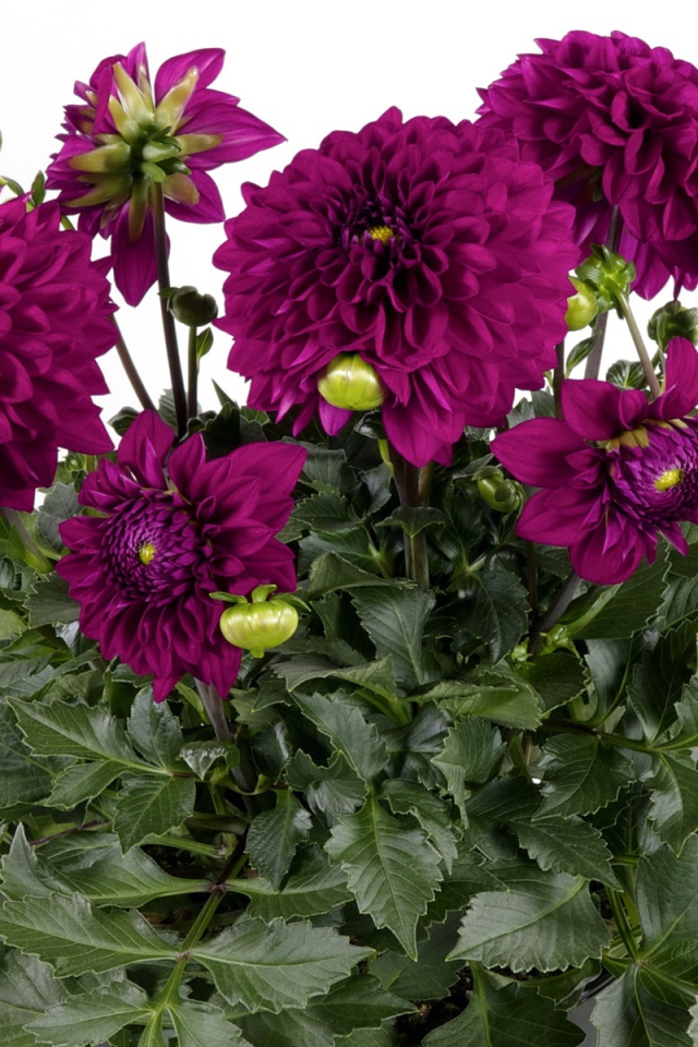 Красивый букет бордовых георгин на белом фоне