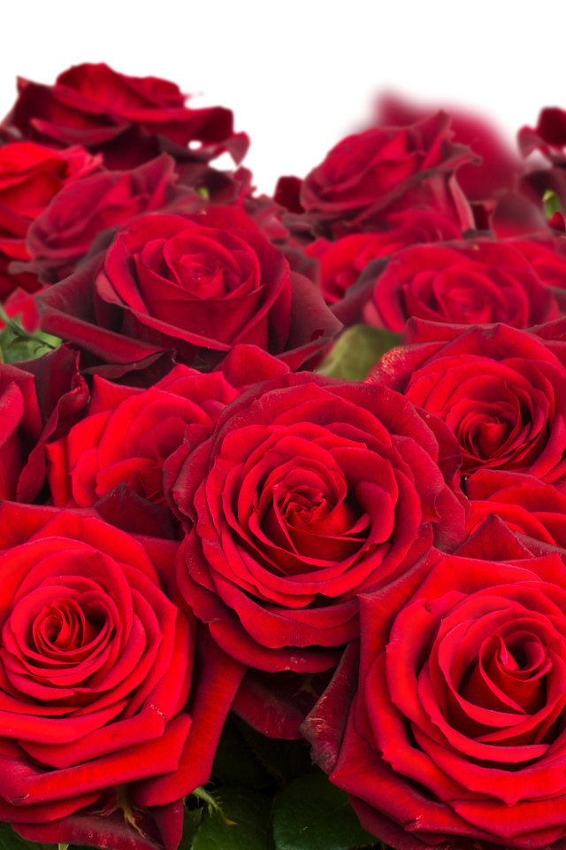 Красивый букет бордовых роз крупным планом