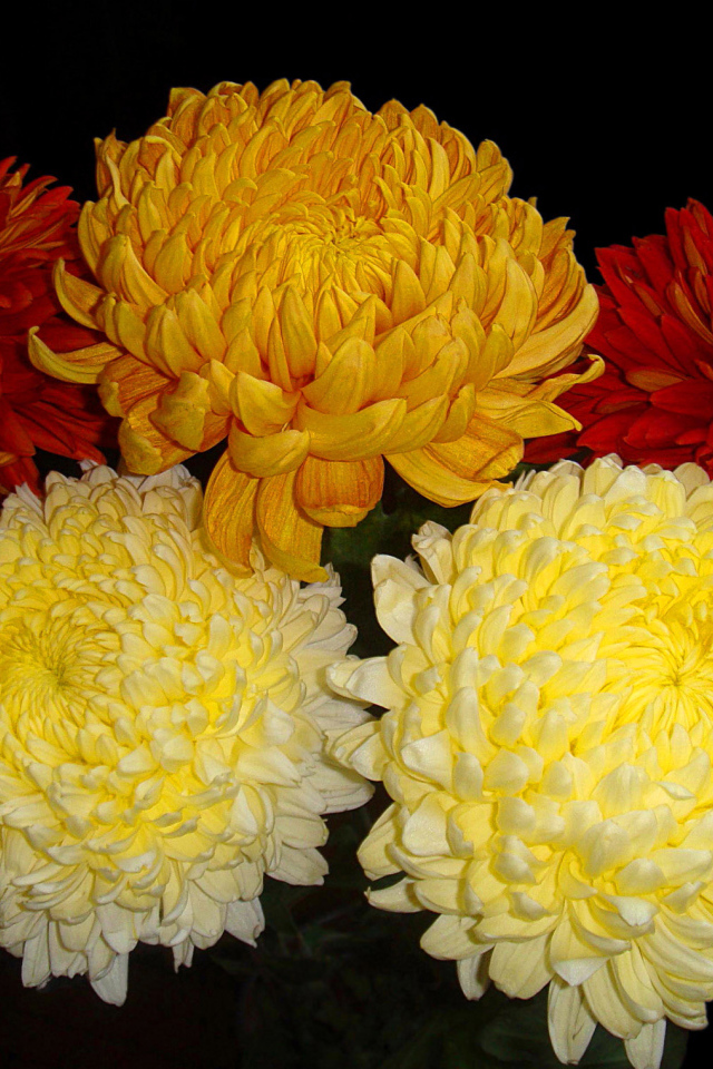 Красивый букет пышных хризантем 