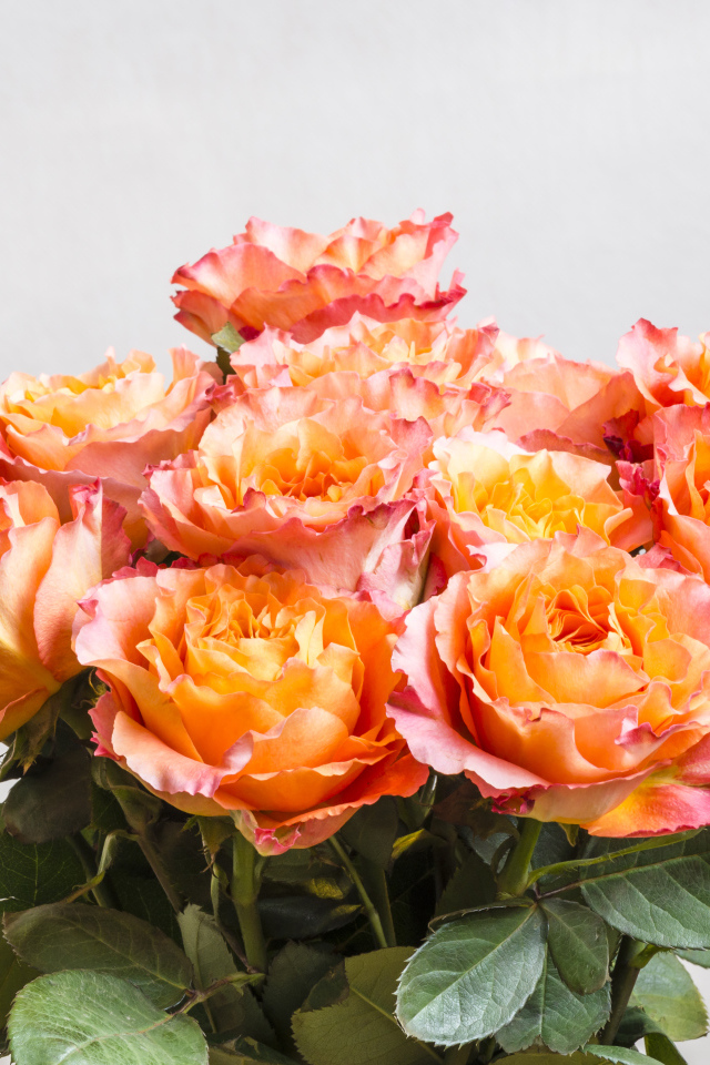 Красивый букет оранжевых роз на сером фоне