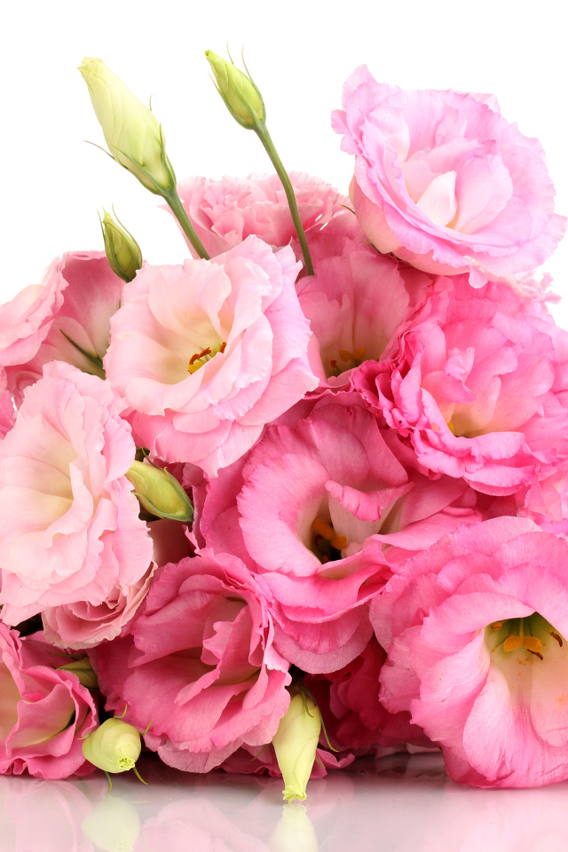 Красивый букет розовых цветов эустомы на белом фоне