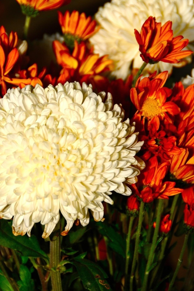 Красивый букет белых и оранжевый хризантем