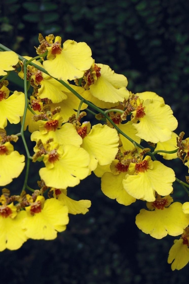 Красивая ветка желтой орхидеи