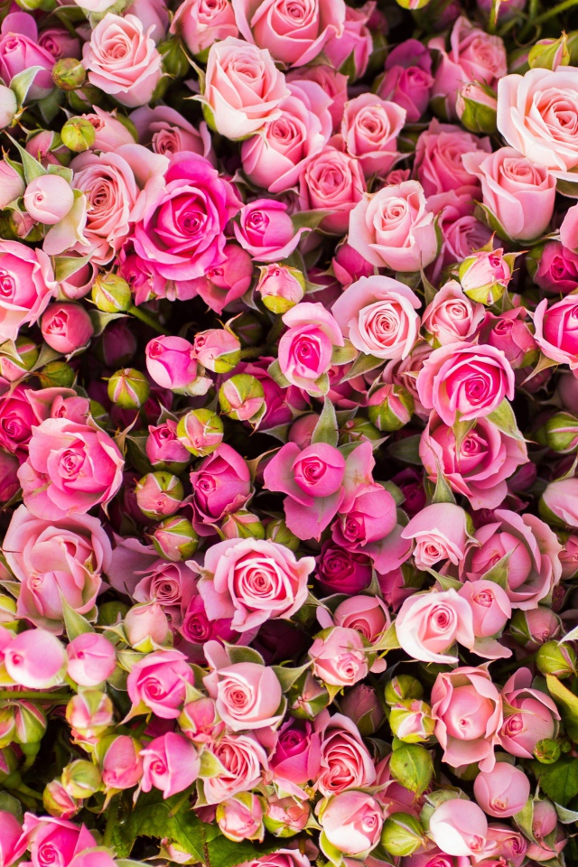 Красивые бутоны розовых роз 