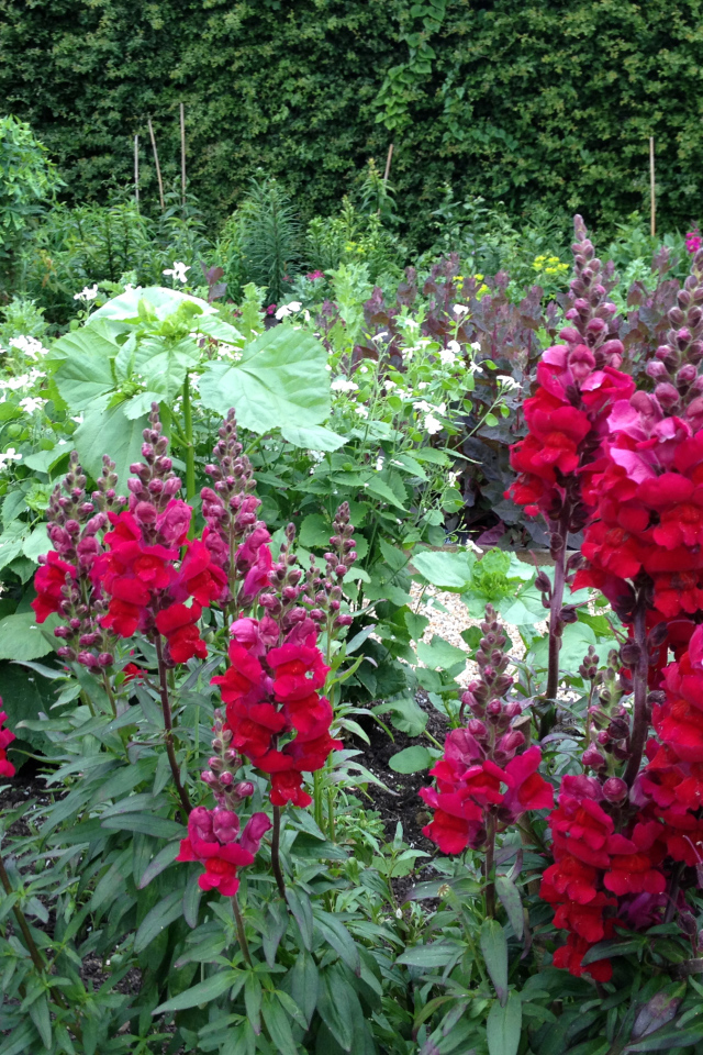 Красивые бордовые цветы львиный зев на клумбе