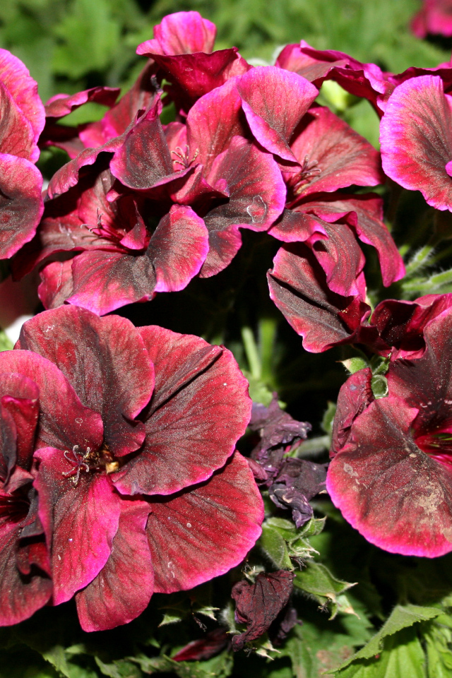 Красивые бордовые цветы герань крупным планом 