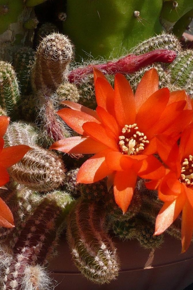Красивый цветущий красными цветами кактус