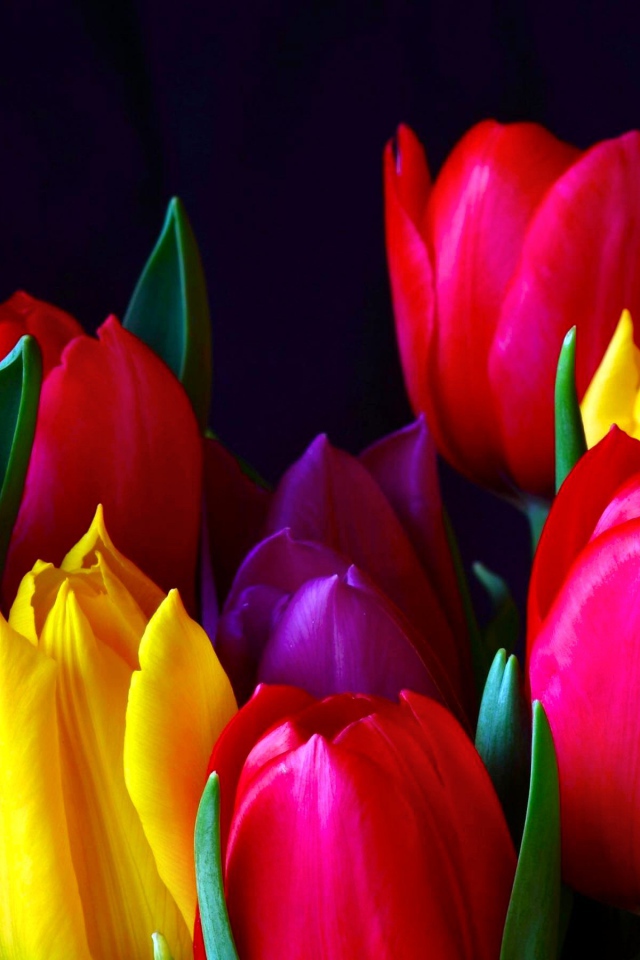Красивые разноцветные тюльпаны 