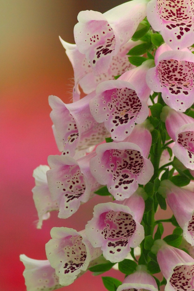 Красивые нежные розовые цветы наперстянка