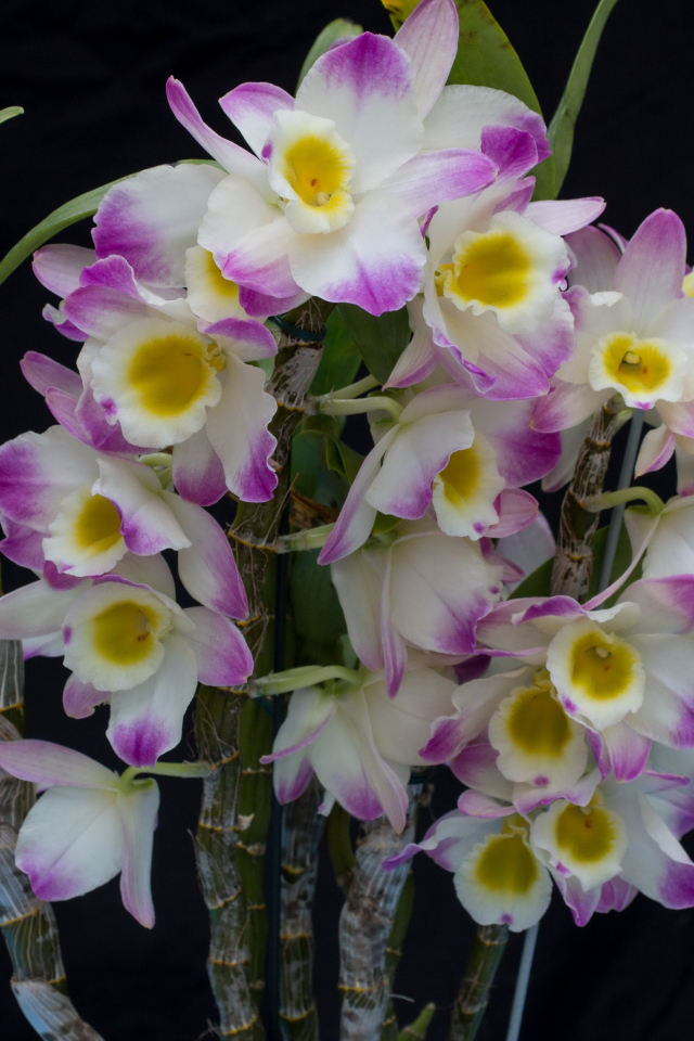 Красивые нежные бело - сиреневые орхидеи крупным планом