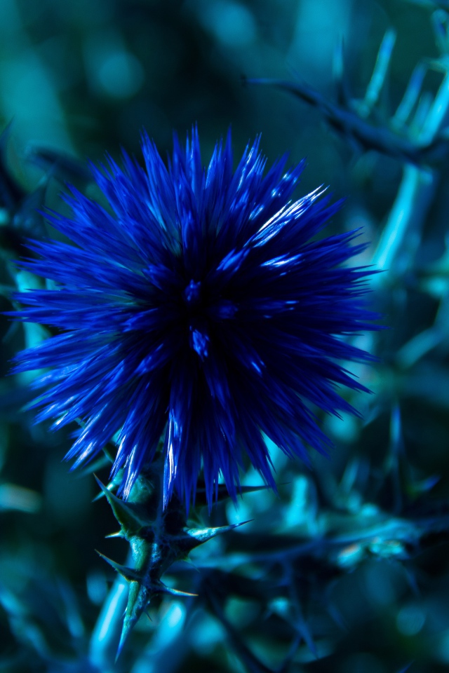 Красивые полевые синие цветы Мордовник шароголовый