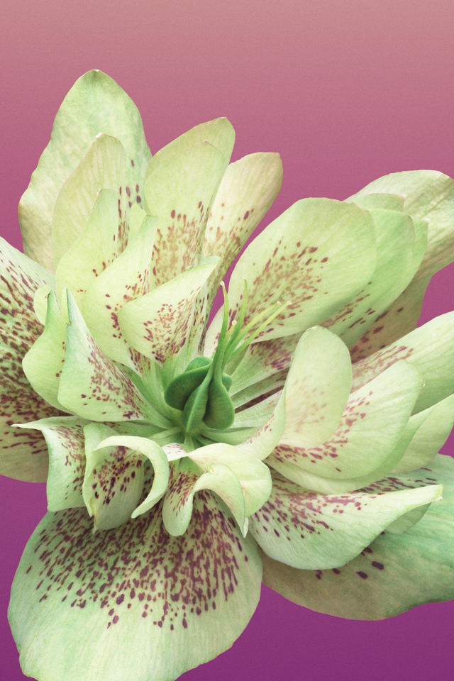 Красивый цветок крупным планом на розовом фоне