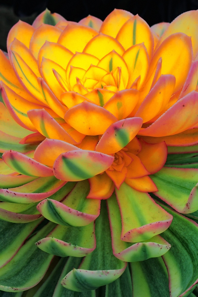 Красивый цветок каменная роза, молодило 