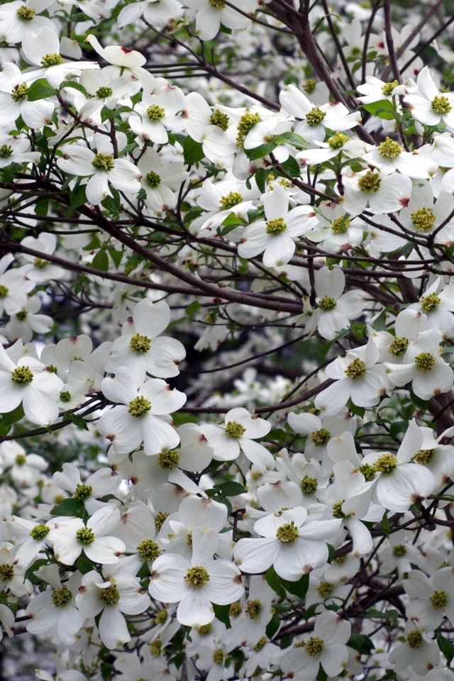Красивое цветущее дерево кизила 