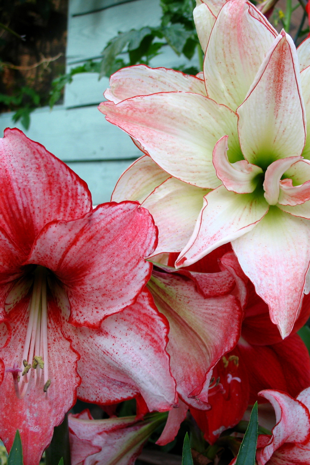 Красивые нежные цветы Амариллис крупным планом 