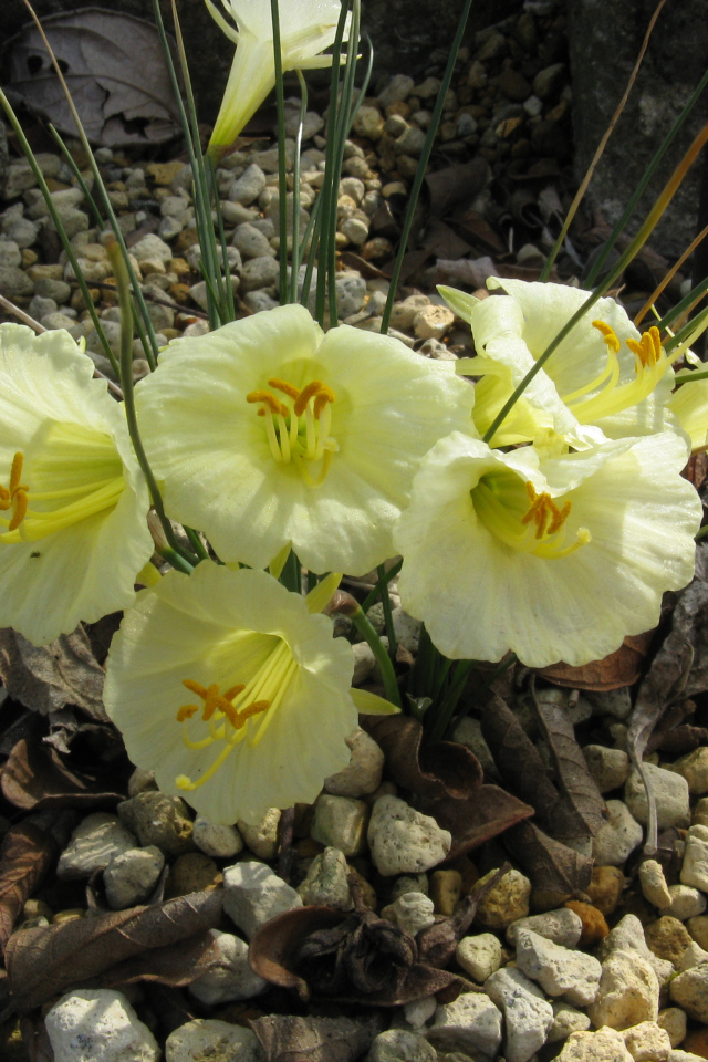 Красивые цветы нарциссы на камнях  