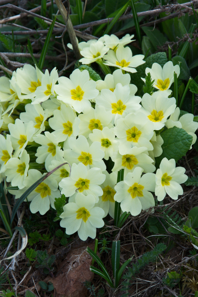 Красивые цветы примула на клумбе крупным планом