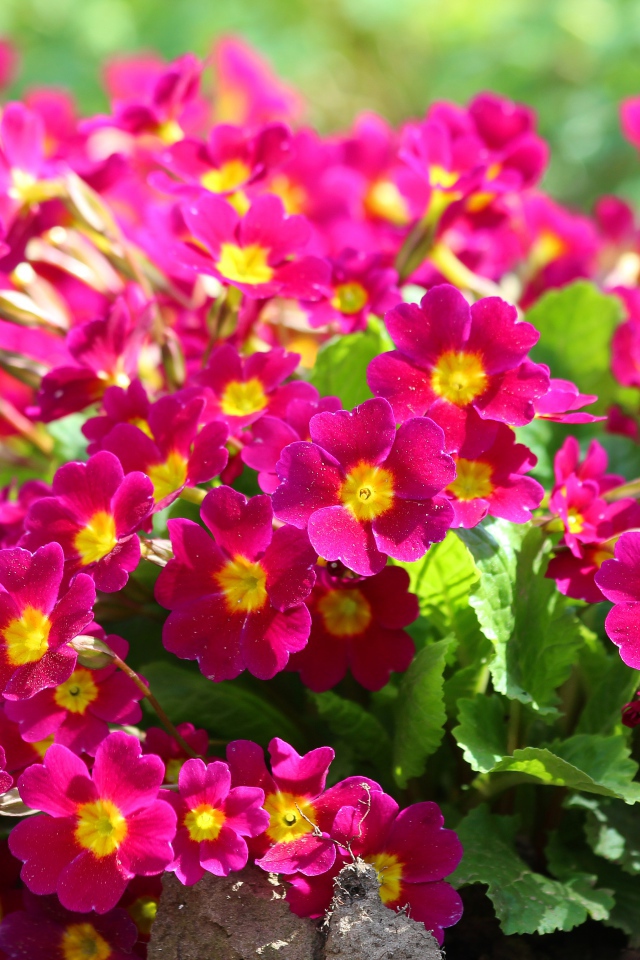 Красивые цветы примула на клумбе