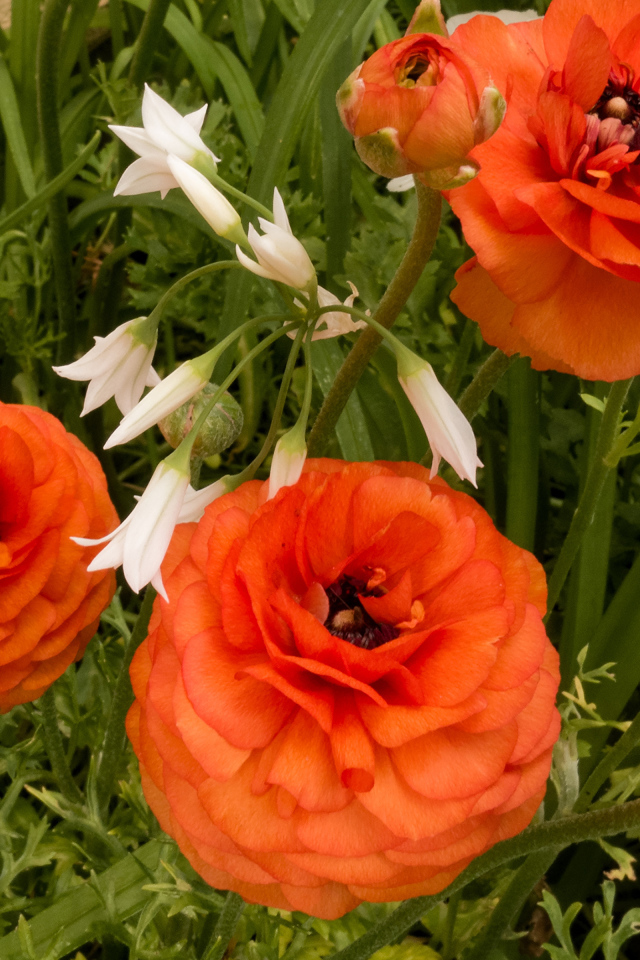 Красивые полные садовые оранжевые цветы лютики