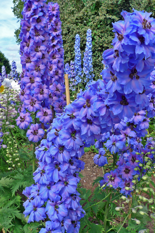 Красивые садовые цветы дельфиниум  