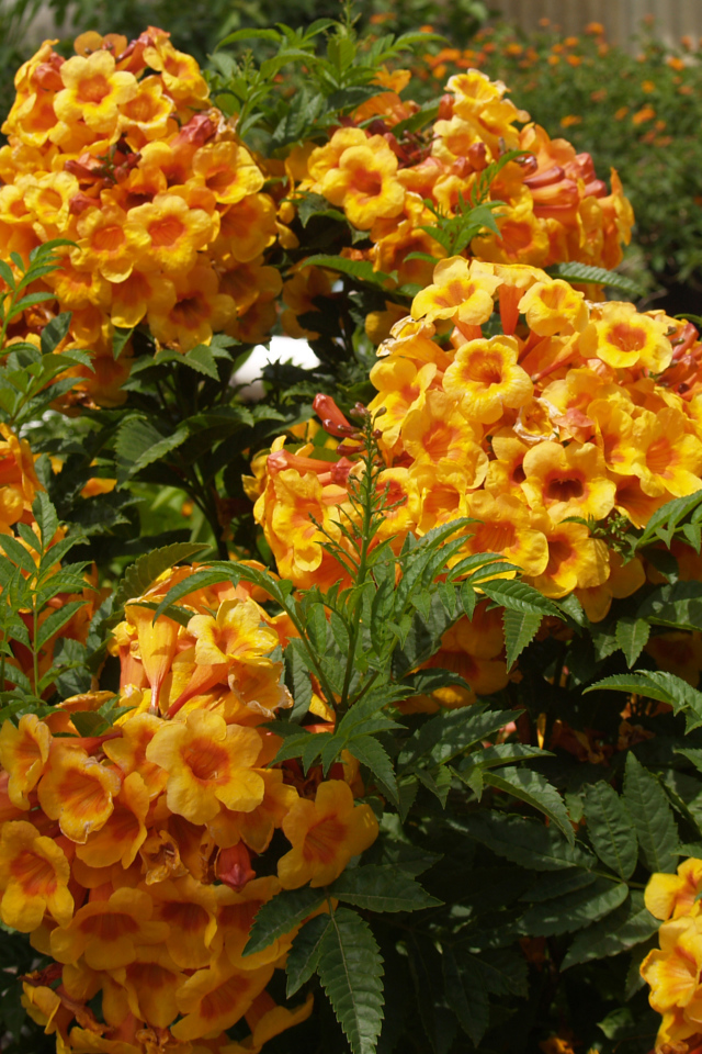 Красивые садовые цветы кампсис оранжевого цвета