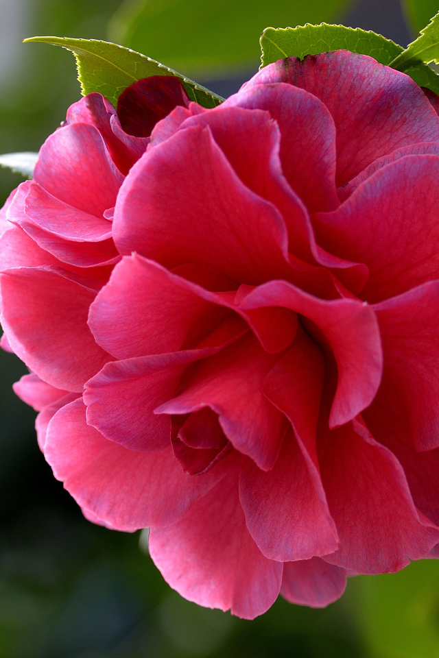 Красивый нежный розовый цветок камелия 