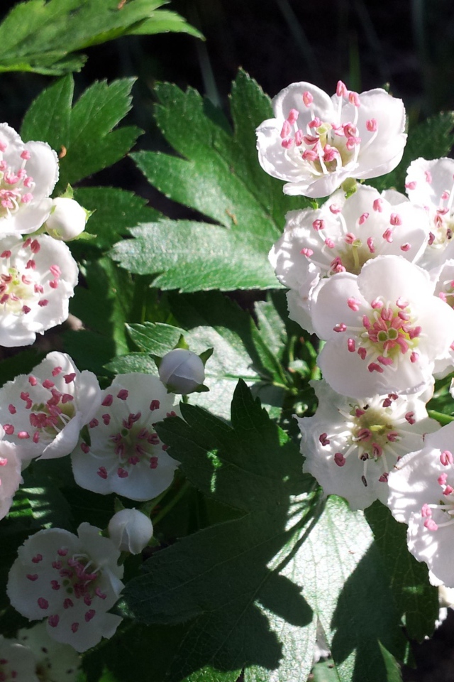 Красивые нежные белые цветы боярышника