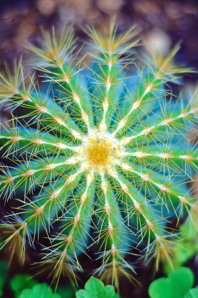 Красивый зеленый кактус крупным планом 