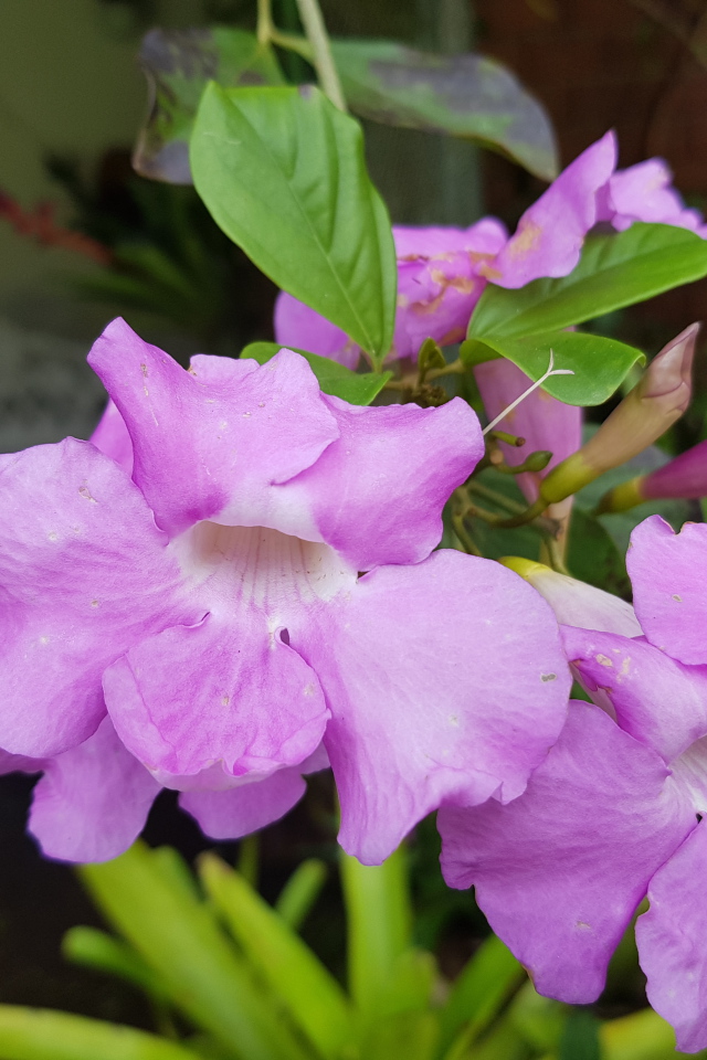 Красивый комнатный цветок с сиреневыми цветами