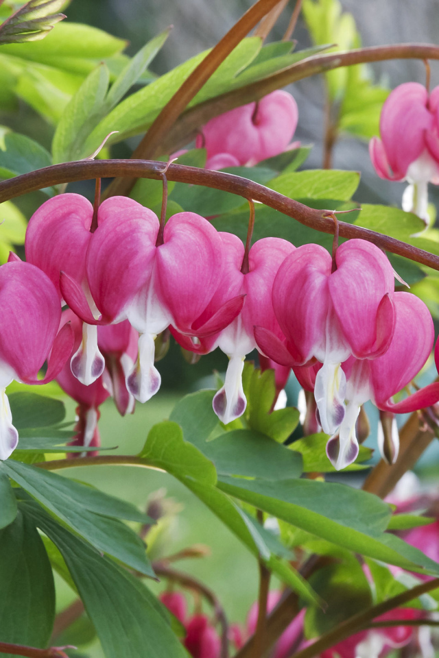 Красивые комнатные цветы Дицентра крупным планом