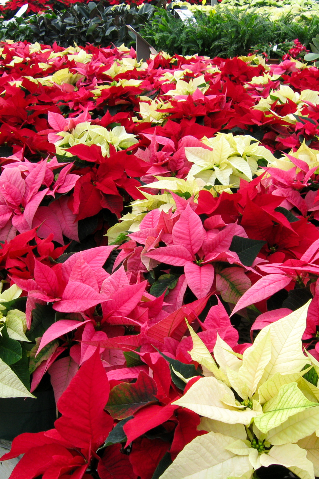 Красивые комнатные цветы молочай, пуансеттия