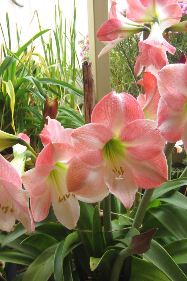 Красивые комнатные розовые Амариллис