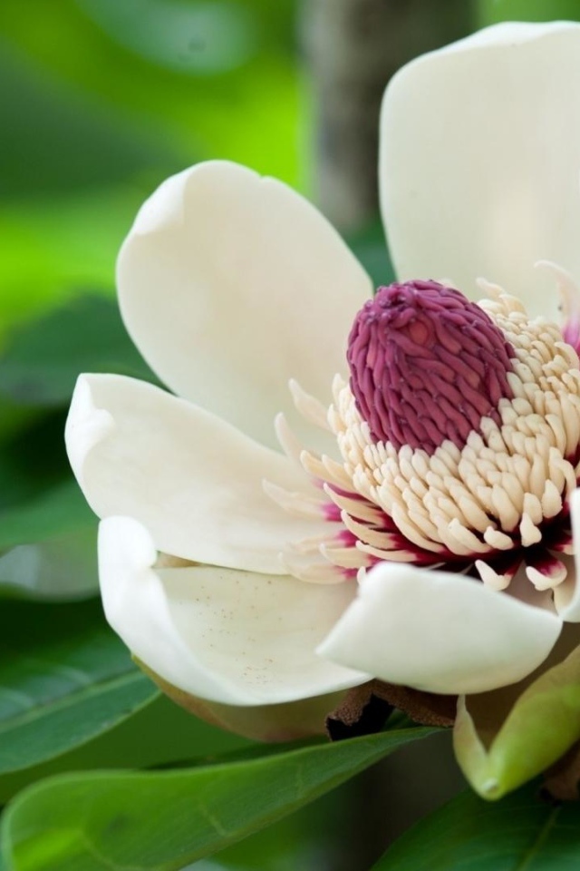 Красивый крупный цветок магнолия 