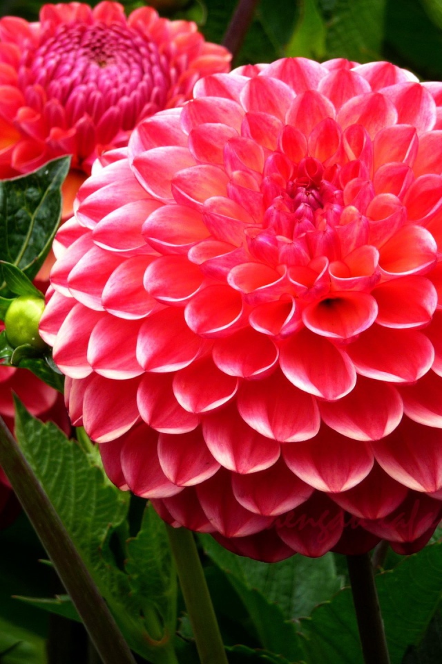 Красивая крупная розовая георгина 