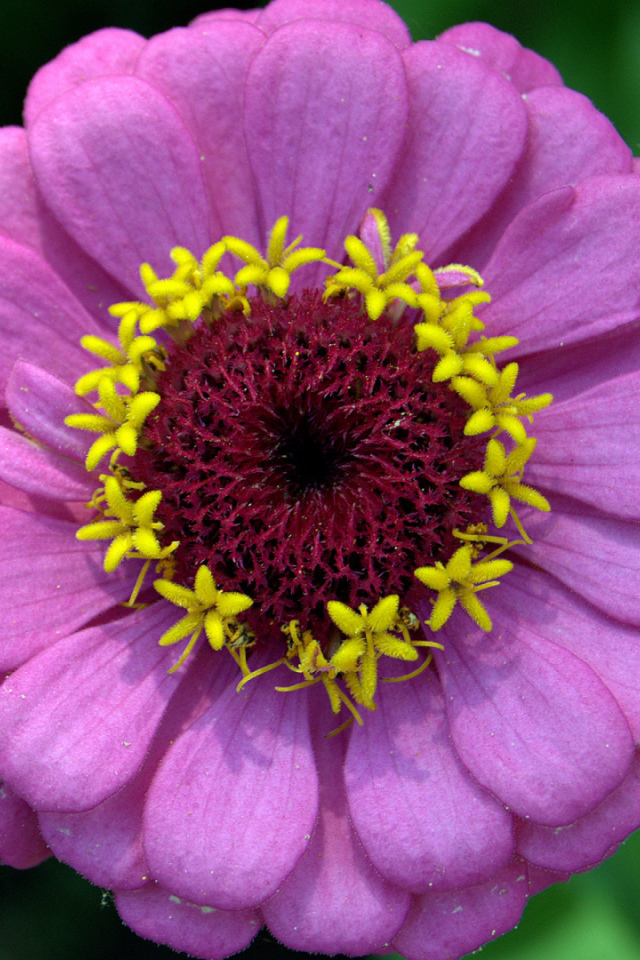 Красивый сиреневый цветок цинния крупным планом 