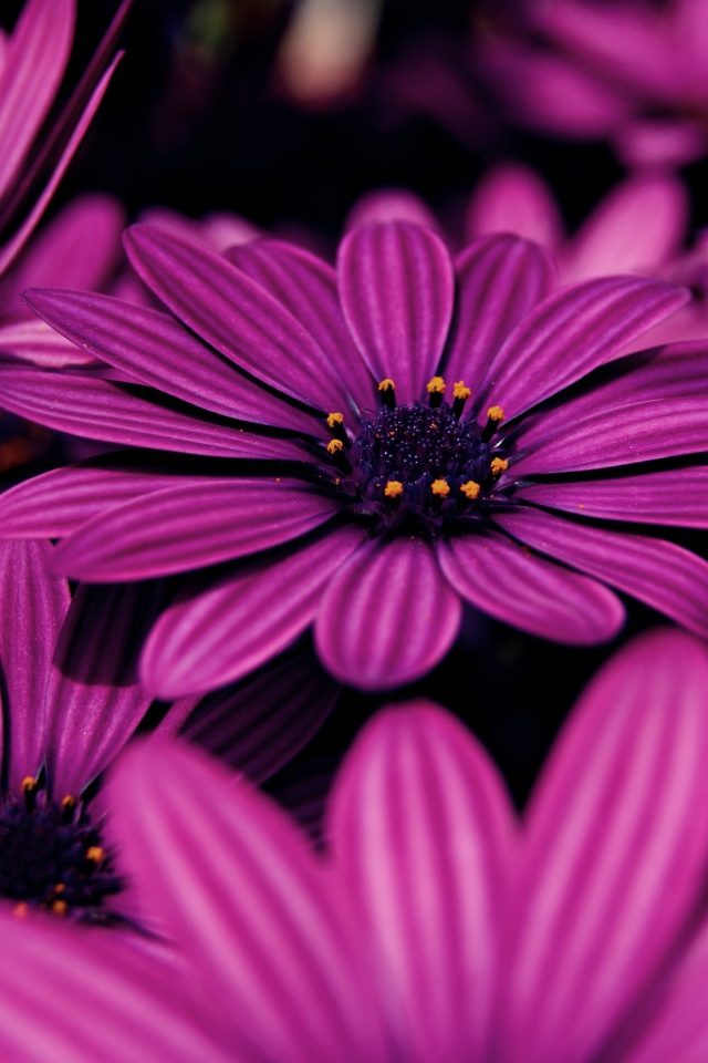 Красивые сиреневые цветы африканская ромашка 