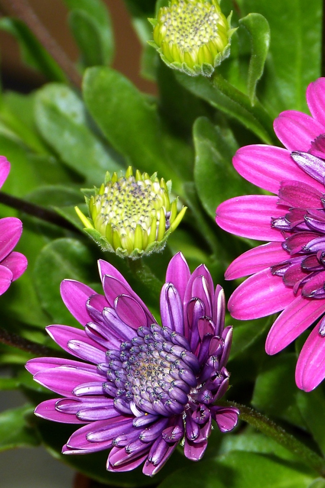 Красивые сиреневые цветы хризантемы